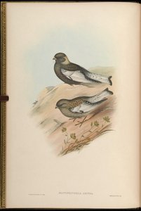 Montifringilla arctoa = Passer arctous = Leucosticte arctoa
